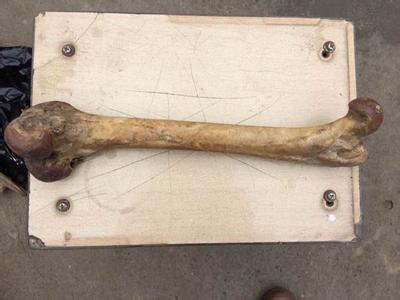 女人喝虎筋酒的功效与作用,虎筋酒真有效果吗