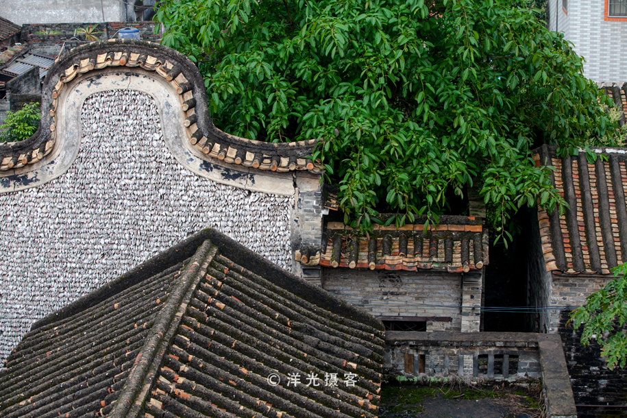 榕树不容人容人不榕树是什么意思,为什么有榕树不容人的说法