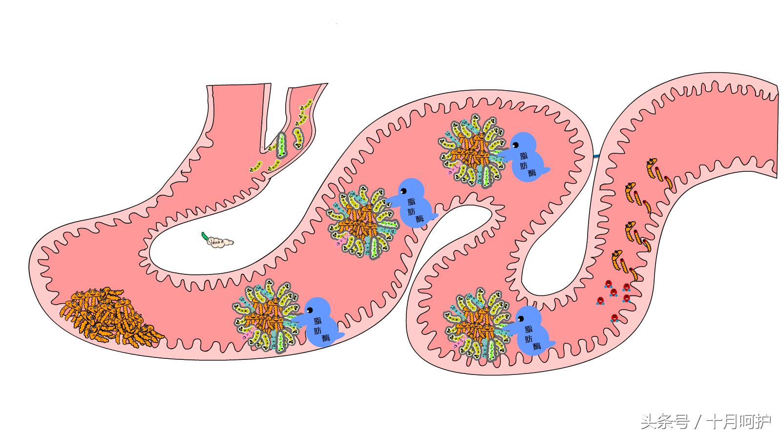 别毁了身体花了银子，还在相信朋友圈的酵素能排毒！