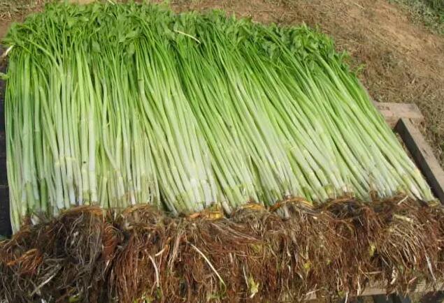 千岛湖乡间野趣如画,千岛湖踏青美景