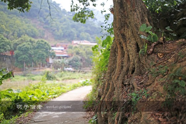 居于涟岸隐于湖,到肇庆体验离尘不离城的精致慢生活