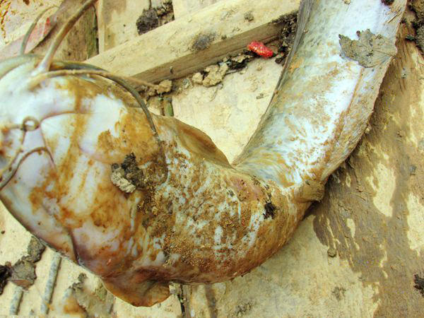 用黑蚯蚓钓黄辣丁,用黑蚯蚓钓什么鱼