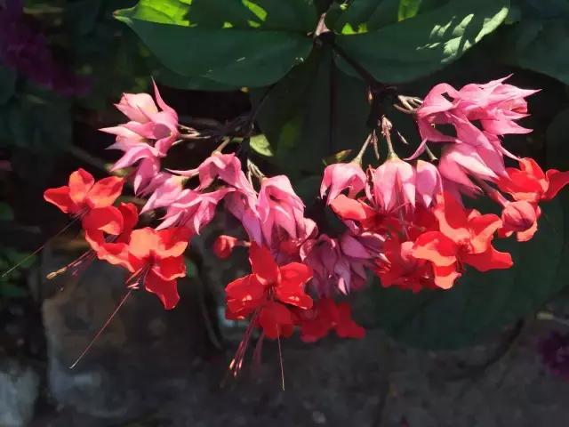 夏威夷毛伊岛旅行记 (毛伊岛旅游必做的100件事)