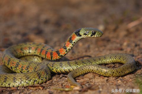 盘点我国毒蛇种类,盘点毒蛇最多的几个国家
