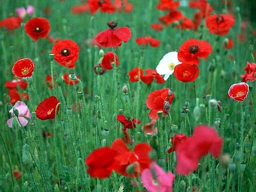 带你认识这些花,这些花长得极丑镇宅又养人