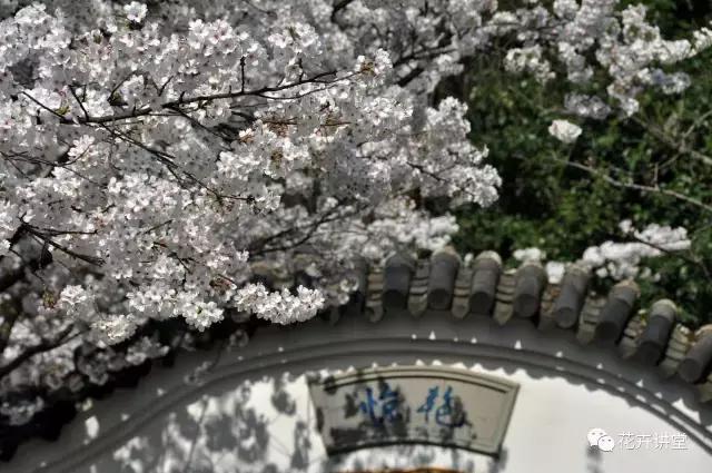 择一片花海，定三生情缘