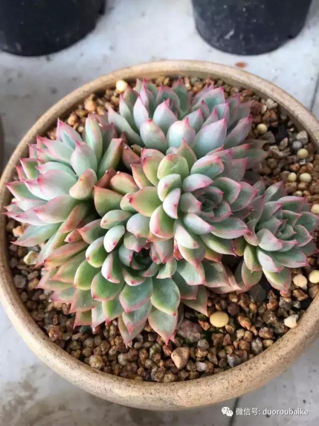 吾家有女初长成全文小说,吾家有女初长成小说精彩阅读