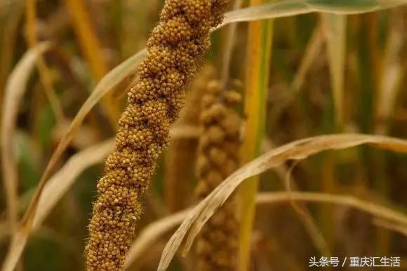 人有三急是哪三急原来有三种说法,人有三急三姑六婆五谷不分