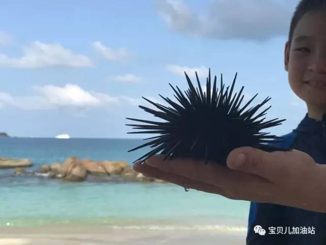 塞舌尔游记,塞舌尔埃及