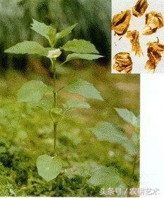 徐长卿中草药图谱,中草药豨莶草图谱