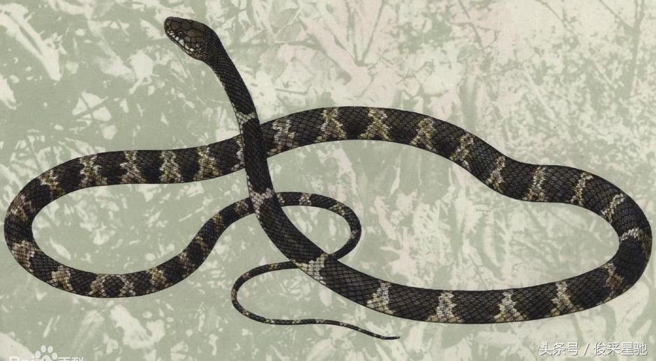 盘点我国毒蛇种类,盘点毒蛇最多的几个国家