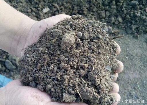 营养土可以种花吗怎么配制,想种花但是没有花盆怎么办