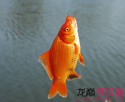 罗汉鱼饲养术语,罗汉鱼饲养法图解