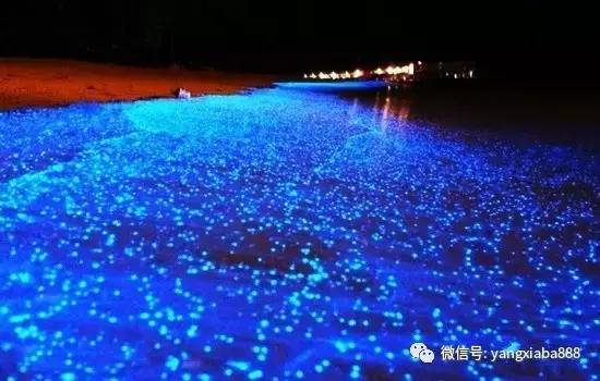 养殖塘的藻类培养技巧牢记这三点,如何提高水产养殖效益