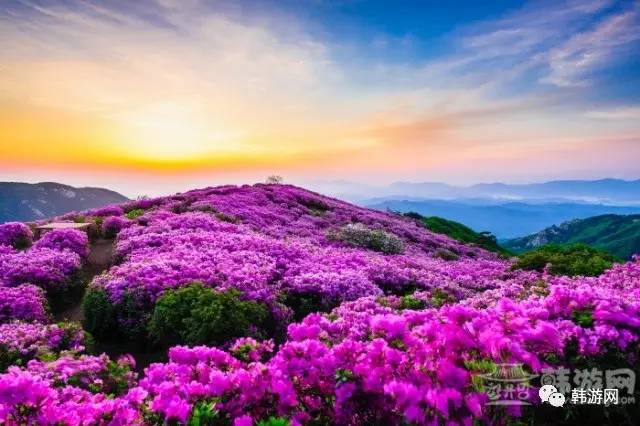 韩国春季赏花的地方,韩国春季赏花胜地