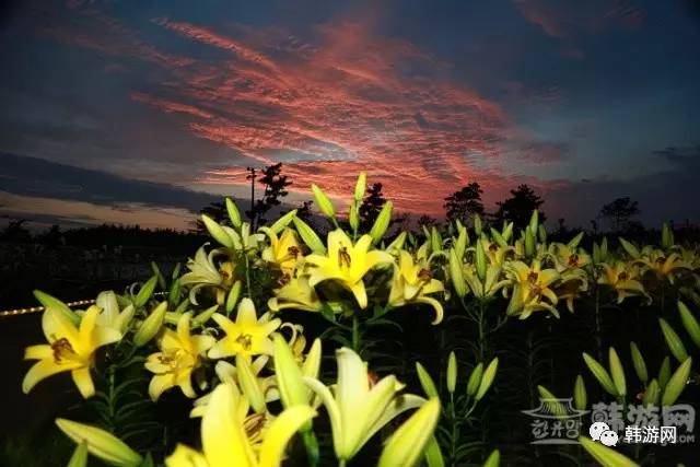 韩国春季赏花的地方,韩国春季赏花胜地