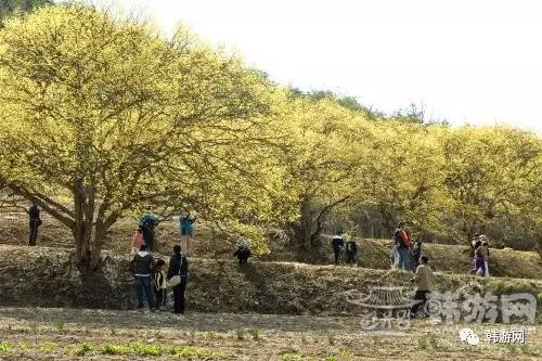 韩国春季赏花的地方,韩国春季赏花胜地