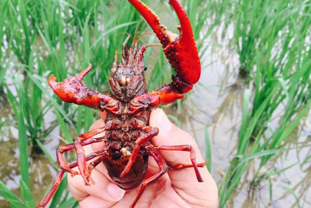 潜江市龙虾节宣传视频,新闻联播潜江龙虾节