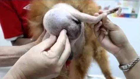 D112-谁说“会阴疝”是公犬的专利？