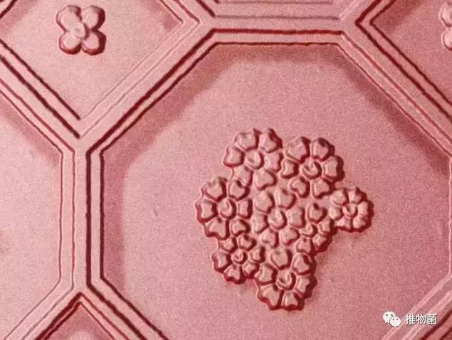 ¥10以内的眼影盘推荐,适合新手用的多功能化妆盘