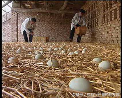 提高蛋鸭产蛋率，做好管理的同时把握补钙关键知识点