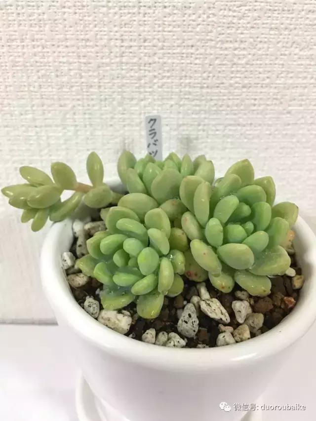 日本最好的多肉大棚,走进日本北海道