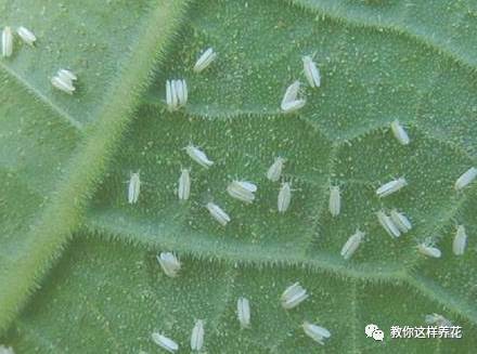 这几种虫子都不知道，怎么能养好花？