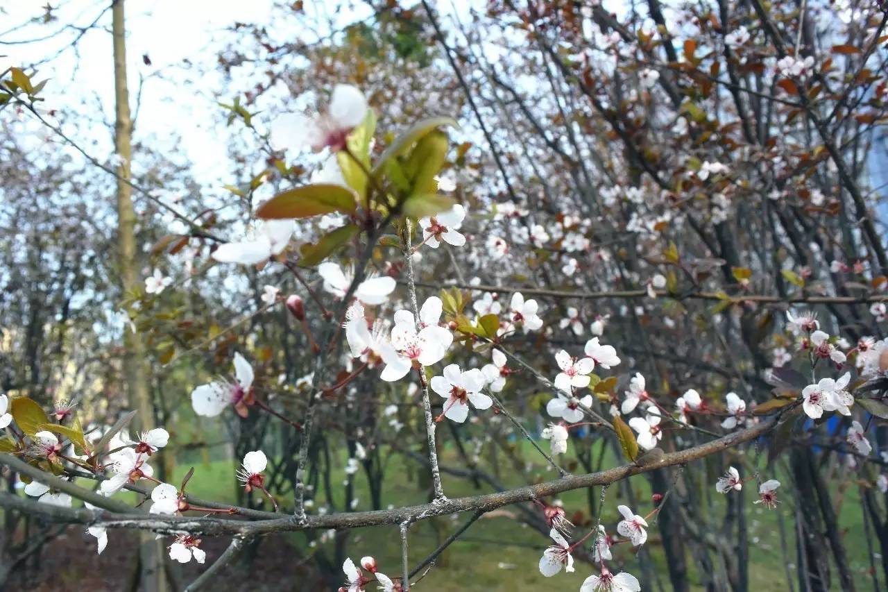 临港为什么那么多公园,宜宾临港公园
