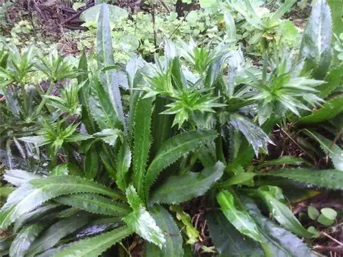 旅游攻略西双版纳美食小吃,西双版纳旅游攻略小吃