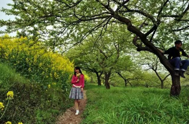 成都春季爬山踏青赏花一日游,成都周边踏青二日游自驾游