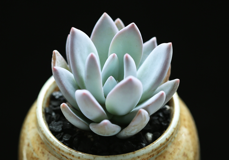 多肉修根用什么土好养活,多肉修根上盆多久可浇水