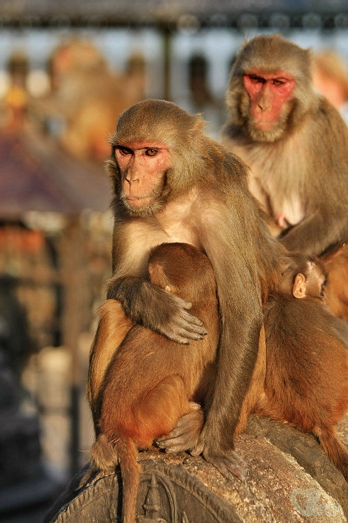 经典尼泊尔纪实旅行,西藏尼泊尔行摄