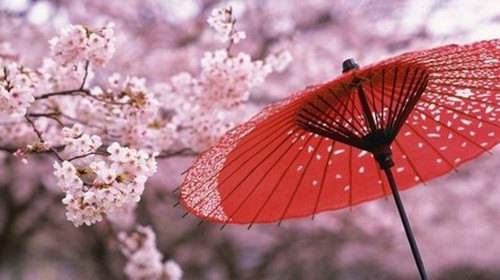 日本早春樱花,日本必买清单樱花