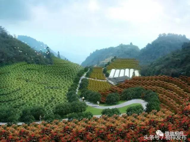 桐梓九坝红豆杉树,桐梓九坝红豆杉