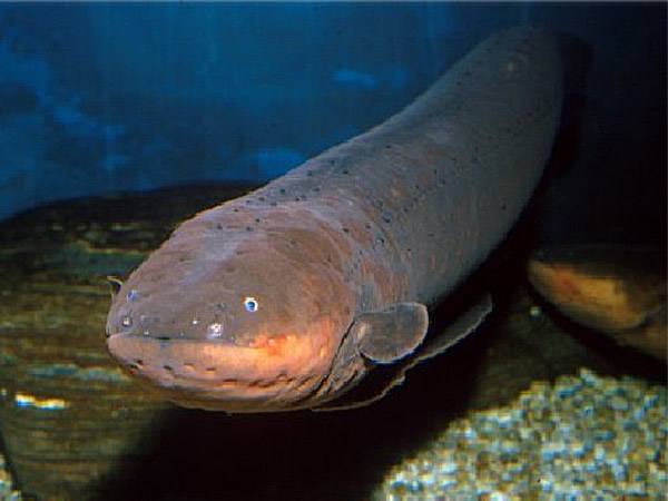 小牛喂鲸鱼奶,一天增重近两百斤!这些冷姿势,简直亮瞎眼