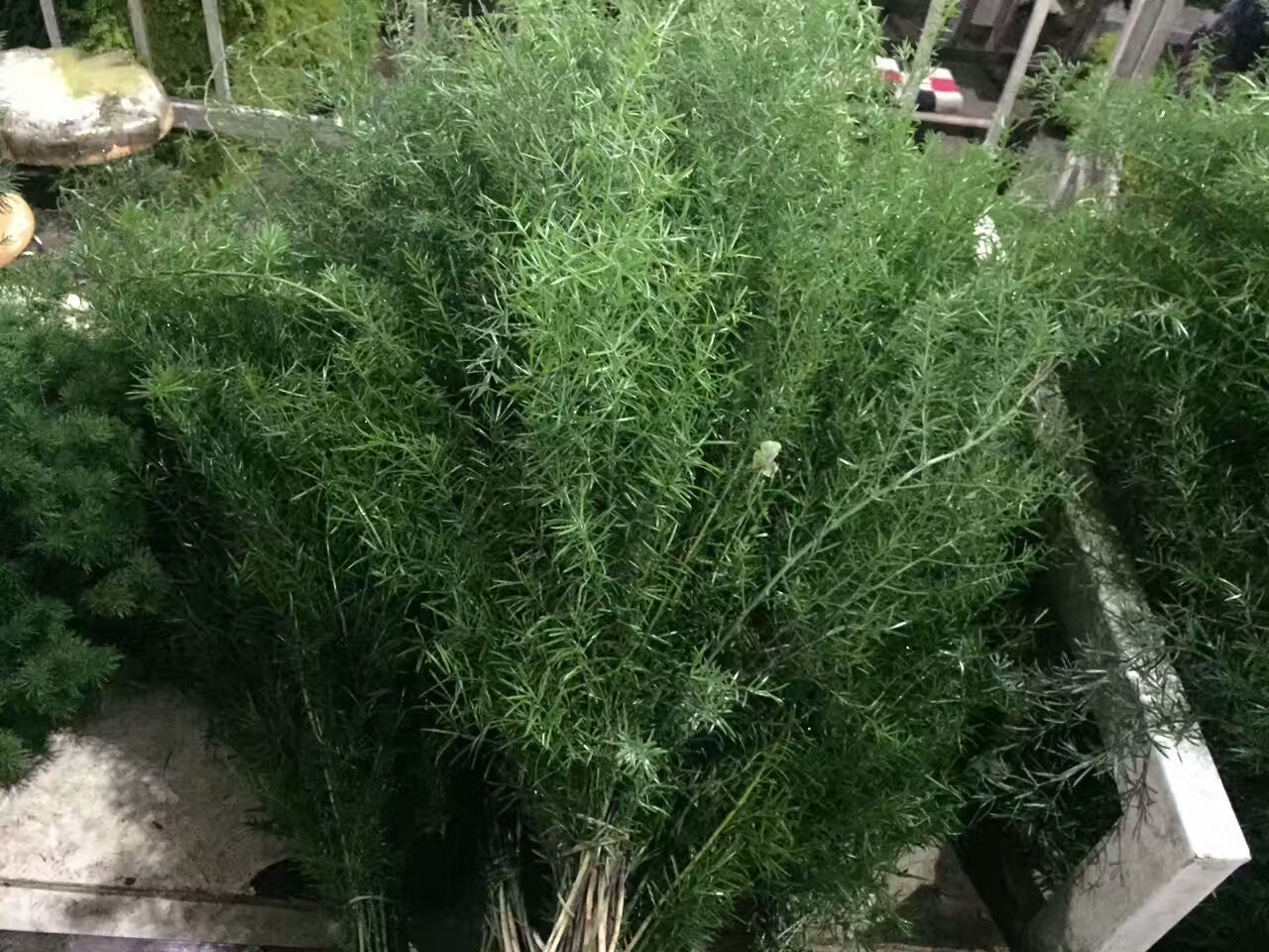 看了这些图，下次去花店你就能把花店里的花花草草叫出名字来了！