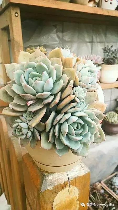 爱上多肉爱上生活,爱上多肉深似海