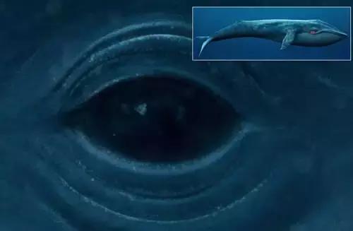 海洋最大动物蓝鲸视频,世界上最大的动物比蓝鲸还大