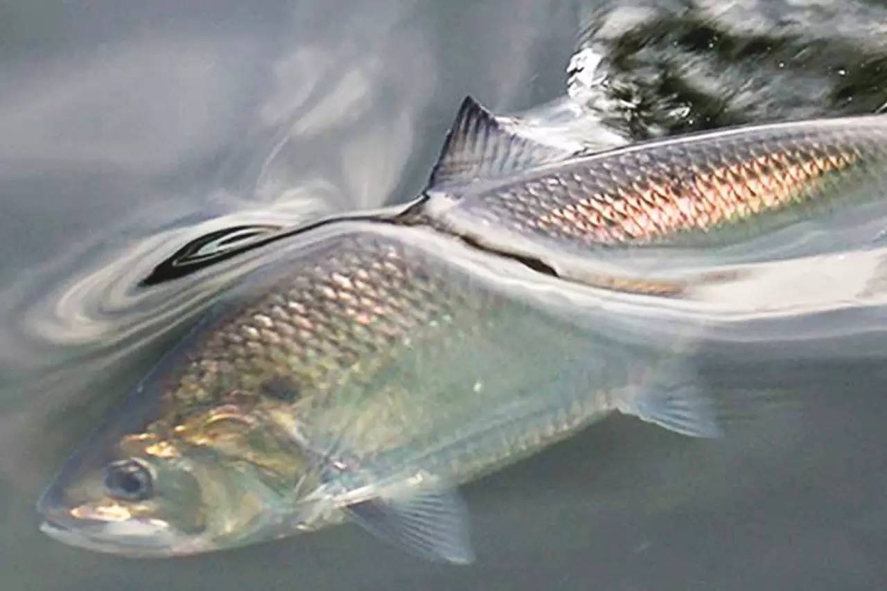 江鲜春季,春天江鲜