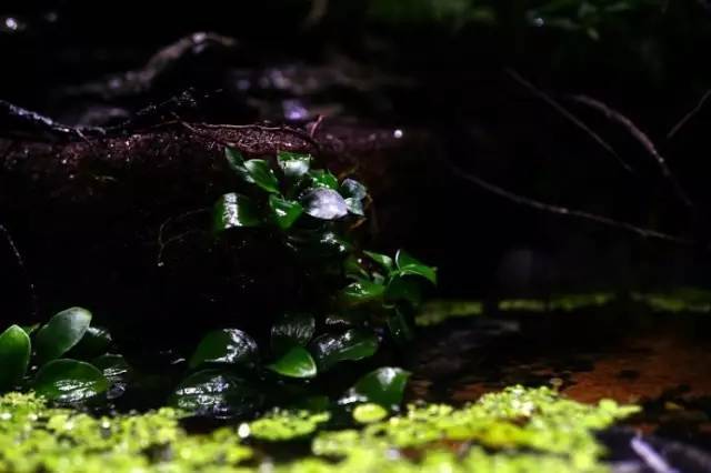 水族箱草缸开缸教程新手入门,雨林缸开缸多久植物才会稳定