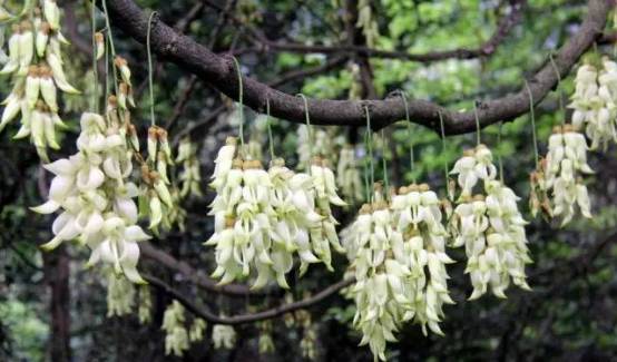 说走就走的踏青,说走就走的看花之旅