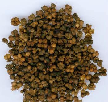 吴茱萸副作用引起的怪病,哪个中医治昏迷植物人