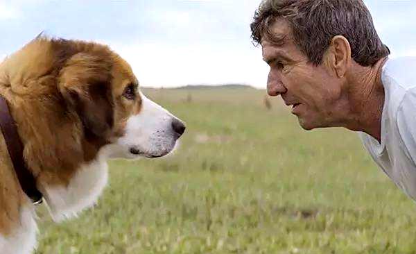 一条狗的一生感受,一条狗的使命带给你对宠物的感受