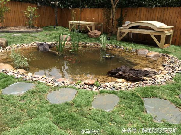 各种宠物龟饲养方法大全,宠物龟超容易养活饲养指南多图