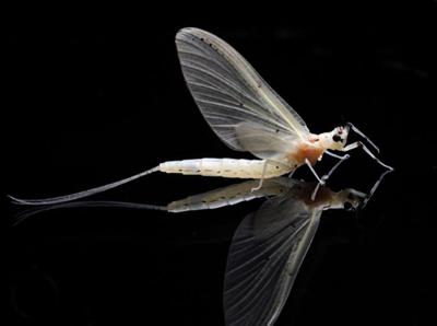 你曾想过自杀吗？心理专家说，生而为人，你真的好累！