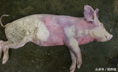猪身发紫有哪些病怎么治,猪全身发红发紫疑似中毒怎么治