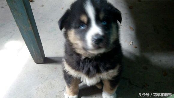 混血狗哈士奇和阿拉斯加,藏獒和二哈图片