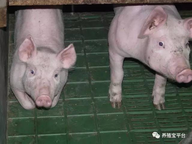 与猪的“亲密接触”要注意什么：给药、灌肠、保定、注射等