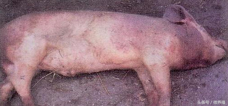 猪身发紫有哪些病怎么治,猪全身发红发紫疑似中毒怎么治