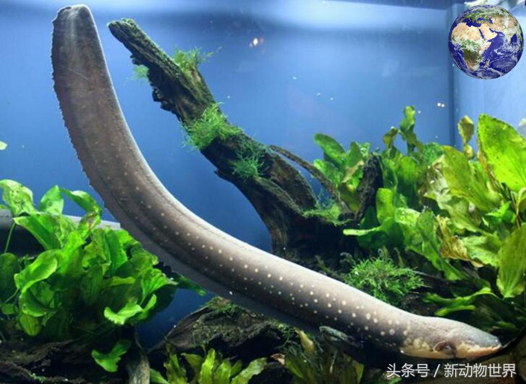 电鳗为什么没把自己电死,电鳗为啥被自己电死了